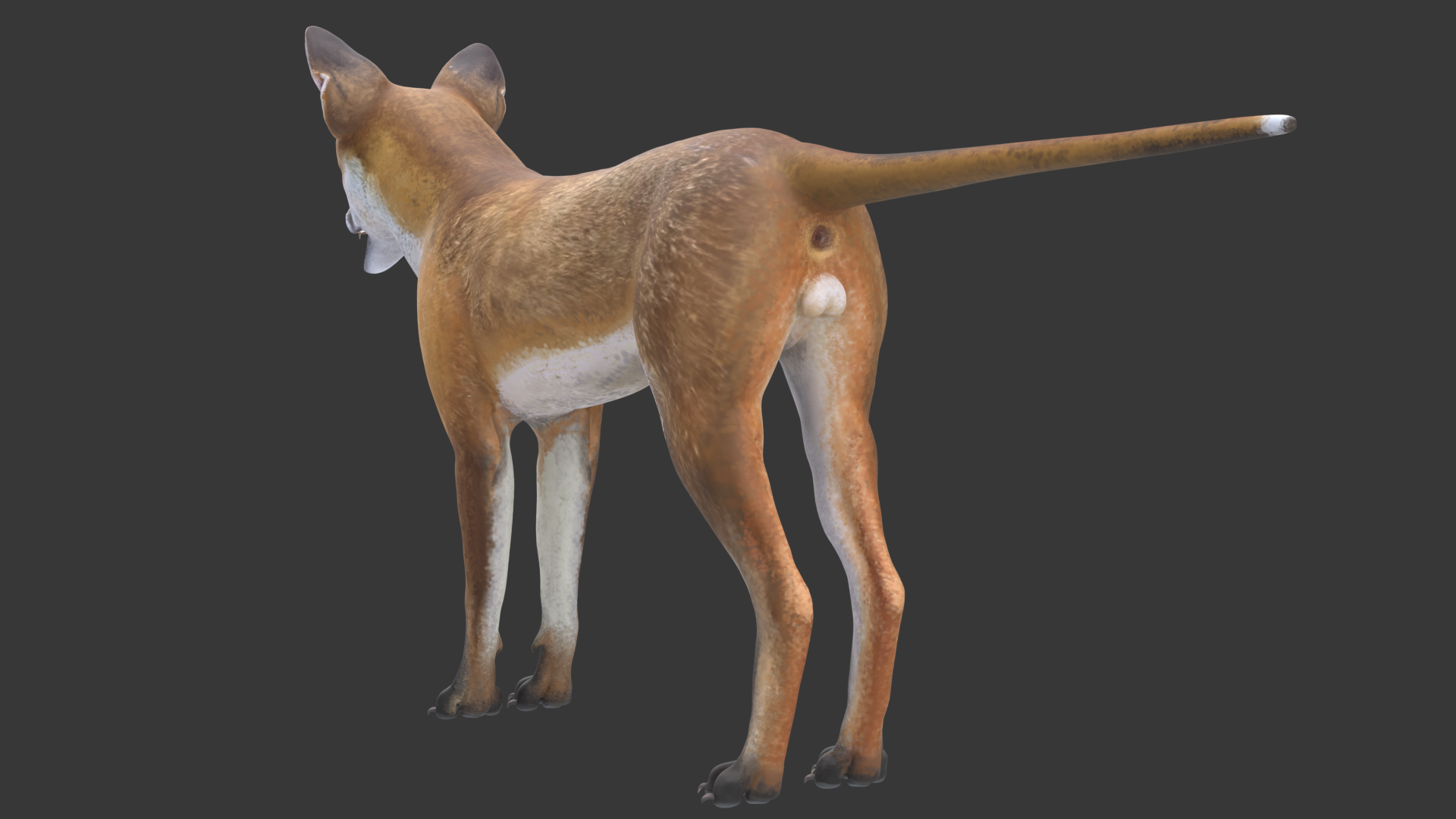 Red Fox with fur and Rig preview image 3